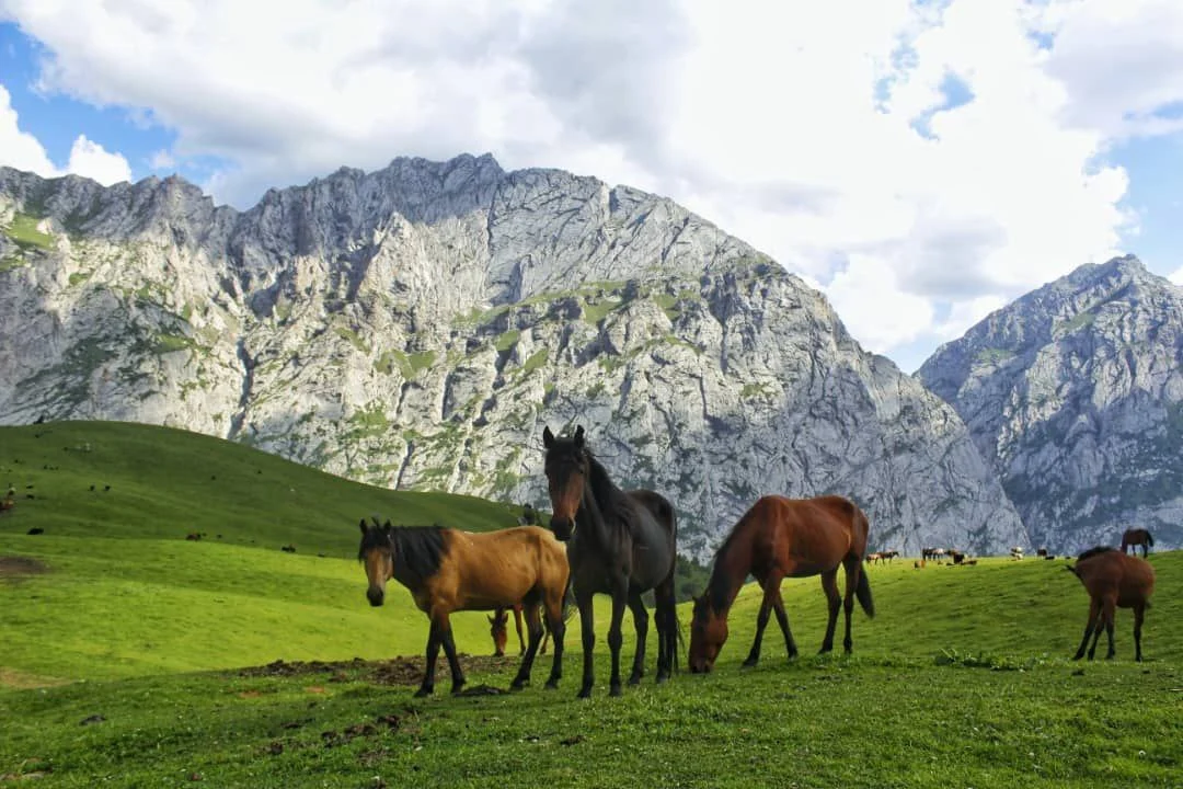 Horses on a green meadow